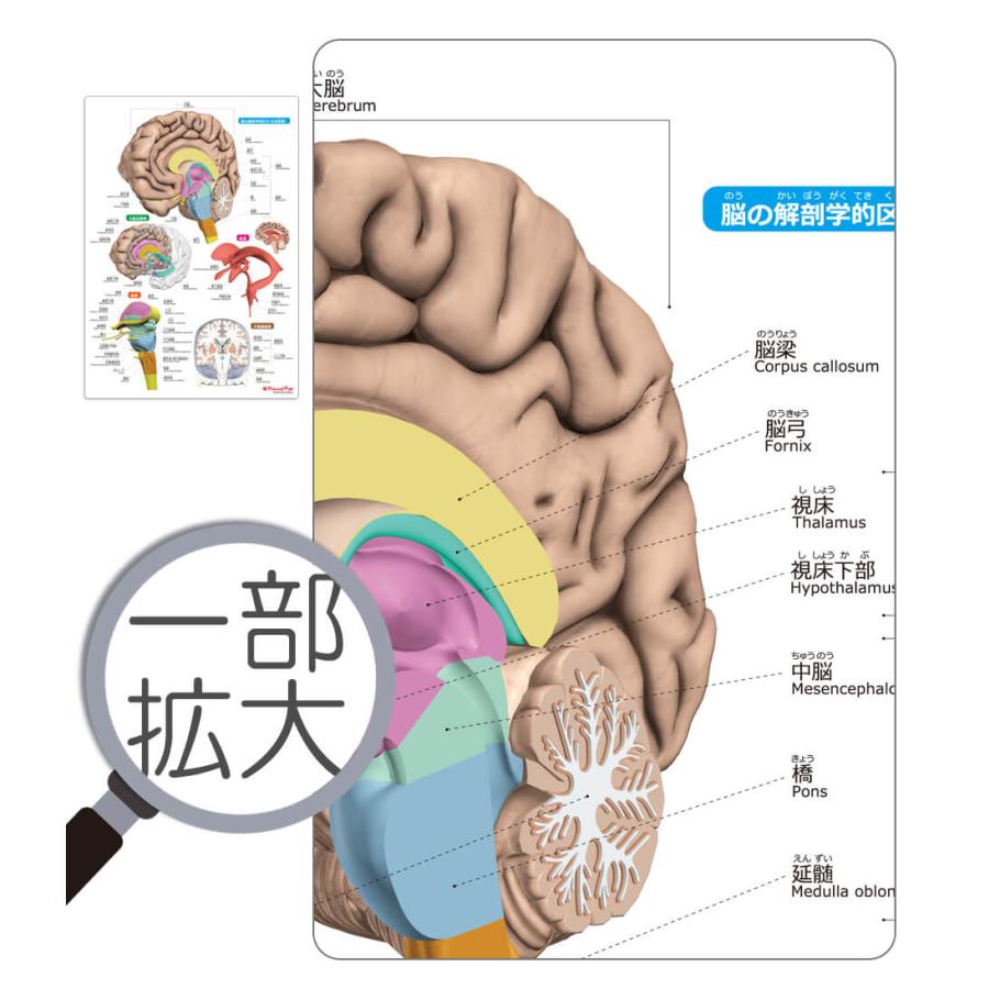 ラウンドフラット 脳まるわかりシート 下敷き 漢字 ふりがな 英語 名称付き |  | 04