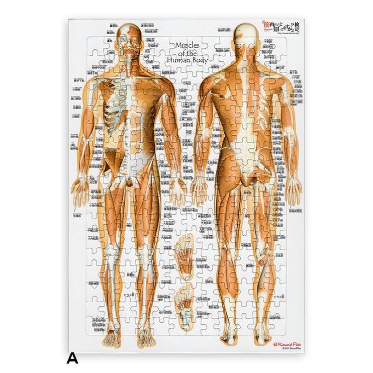解剖学ジグソー パズル ラウンドフラット 全204ピース |  | 01