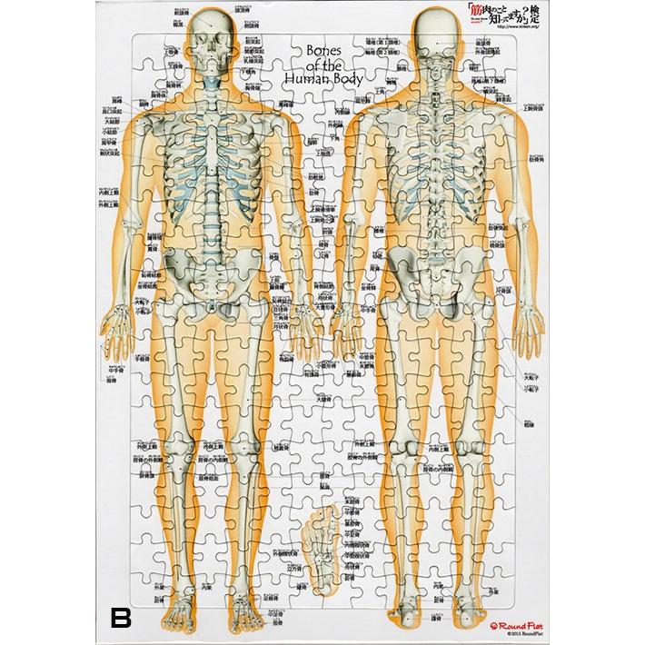 解剖学ジグソー パズル ラウンドフラット 全204ピース |  | 02