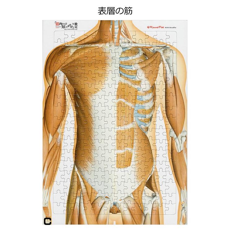 解剖学ジグソー パズル ラウンドフラット 全204ピース |  | 03