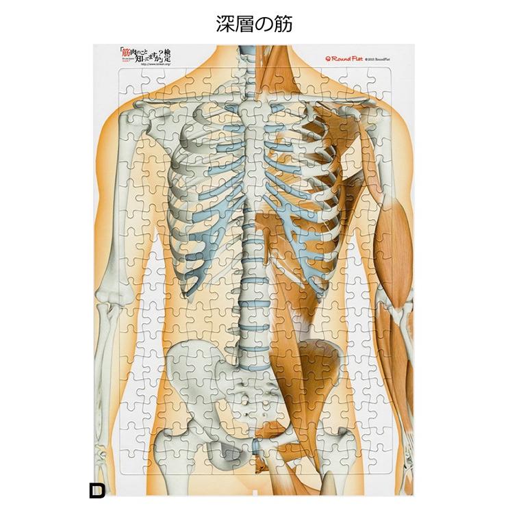 解剖学ジグソー パズル ラウンドフラット 全204ピース |  | 04