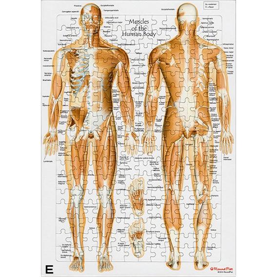 解剖学ジグソー パズル ラウンドフラット 全204ピース |  | 05