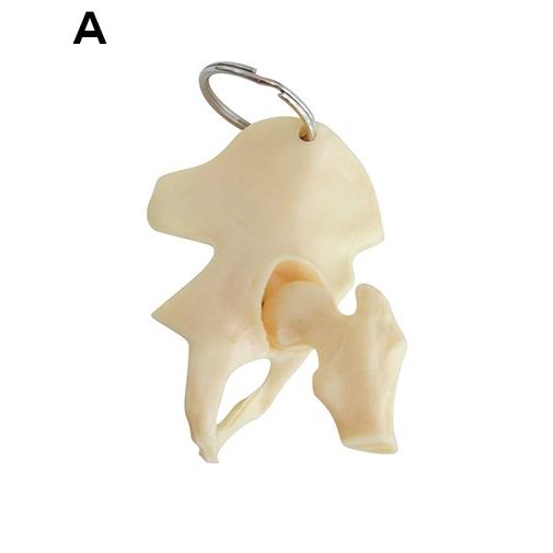 人体模型・骨格 キーホルダー ラウンドフラット |  | 02