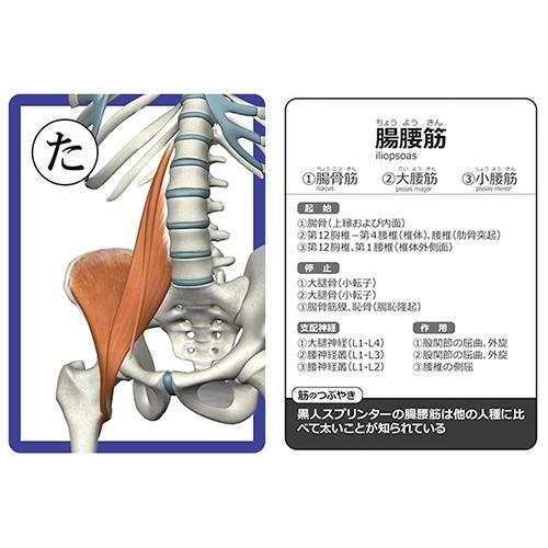 筋肉かるた Round Flat |  | 02