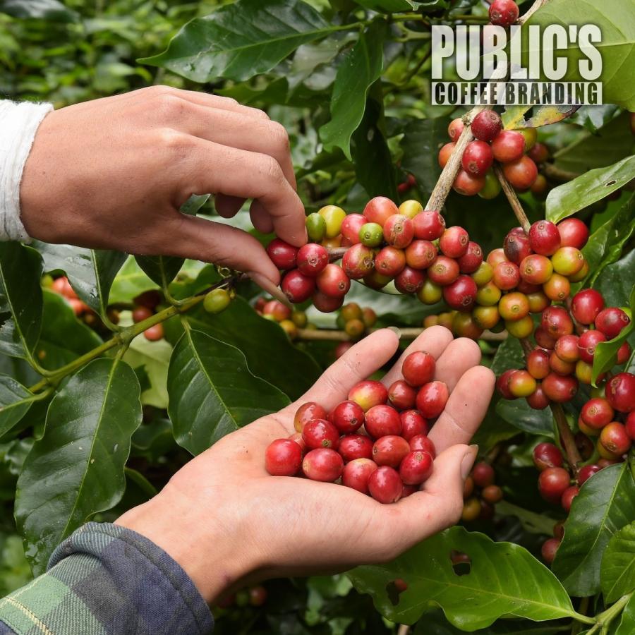 ケニア産有機コーヒー生豆 キマンディ農園製 15kg 品番KC-15000