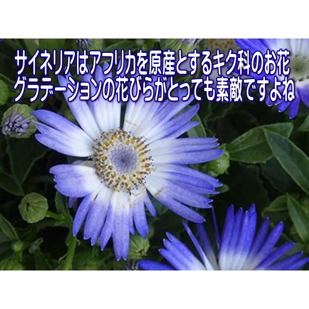 ケーキ皿 サイズ おすすめ サイネリア 19cm ケーキプレート レンジ可 食洗器対応 中皿 リム インスタ かわいい 人気 北欧風 日本製 モダン 模様 Cn003 食器と陶器のネット通販プチエコ 通販 Yahoo ショッピング