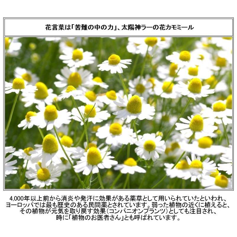 カモミールのお花の口径6cmスタッキングミニボウル 小 おつまみ ソース入れ 陶器 小鉢 国産 おしゃれ 美濃焼 かわいい 電子レンジ対応 食洗機対応 Flow006b1 食器と陶器のネット通販プチエコ 通販 Yahoo ショッピング