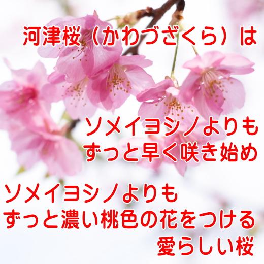 送料無料 河津桜 24cm 大皿 5枚 セット レンジ可 食洗機対応 美濃焼