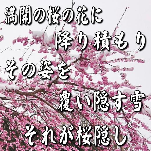 ケーキ皿 和食器 花形 変形 高級 桜隠し 21cm プレート レンジ可 食洗