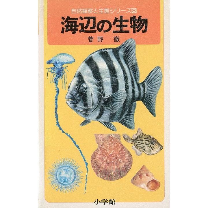 海辺の生物　 | 