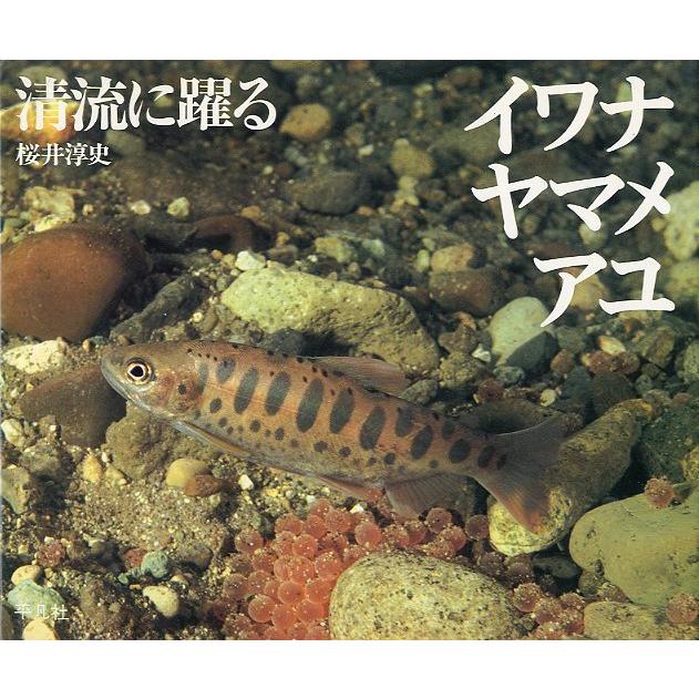 イワナ　ヤマメ　アユ  清流に躍る　　 | 