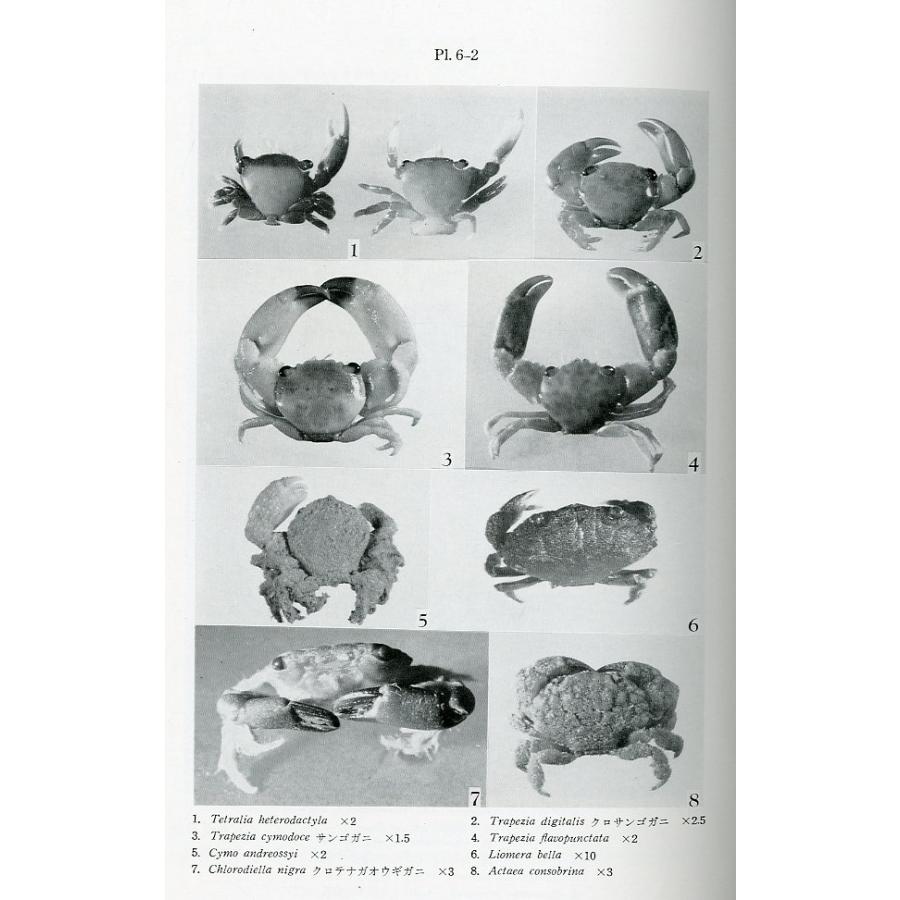 小笠原の自然　−原色写真編・解説編　2冊組ー |  | 03