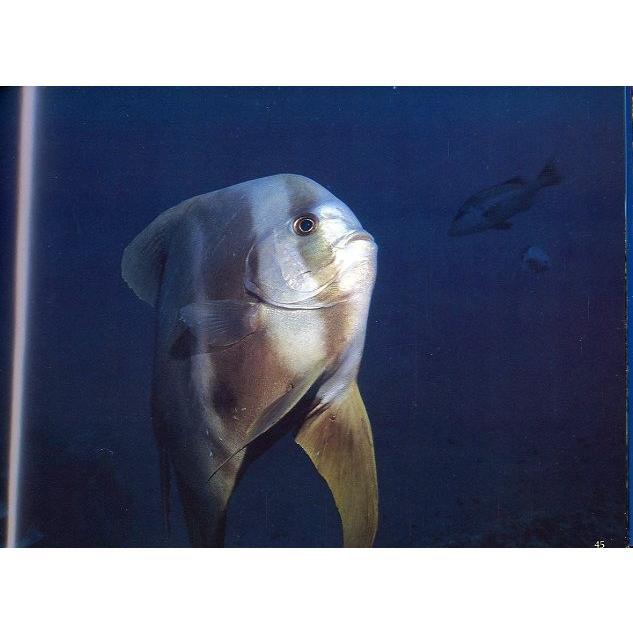 写真集　[Ｓｅａｓｃａｐｅ]　 |  | 01