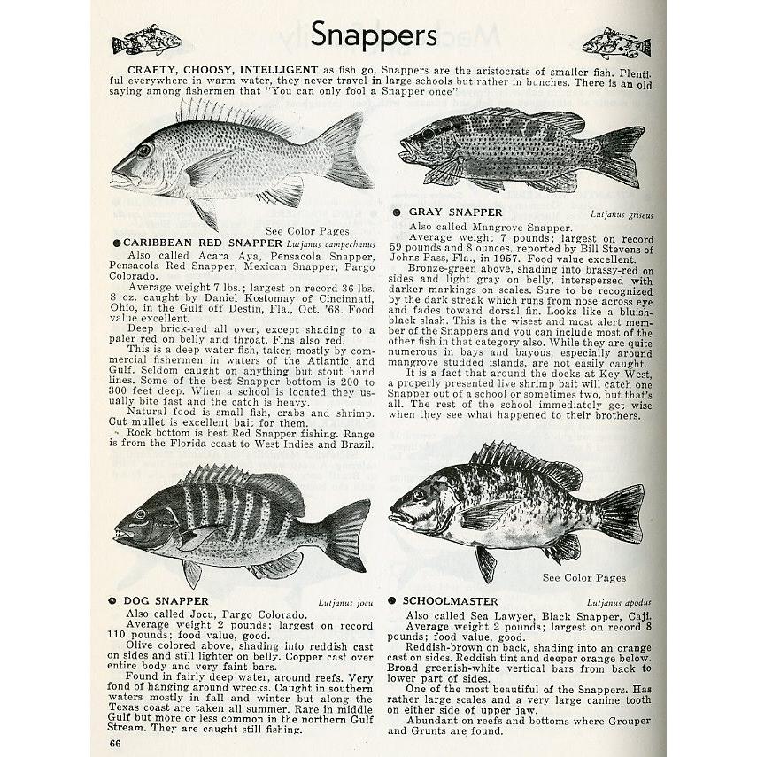 [英語]　DICTIONARY OF Fishes |  | 01