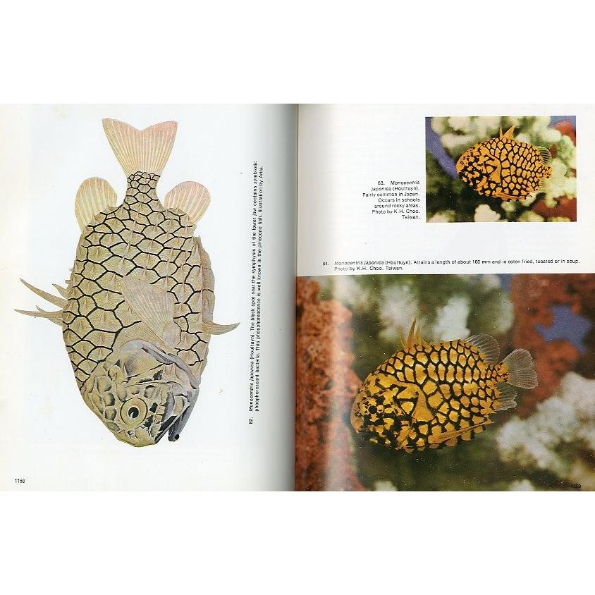 [英語]　PACIFIC MARINE FISHES  Book５　 |  | 01
