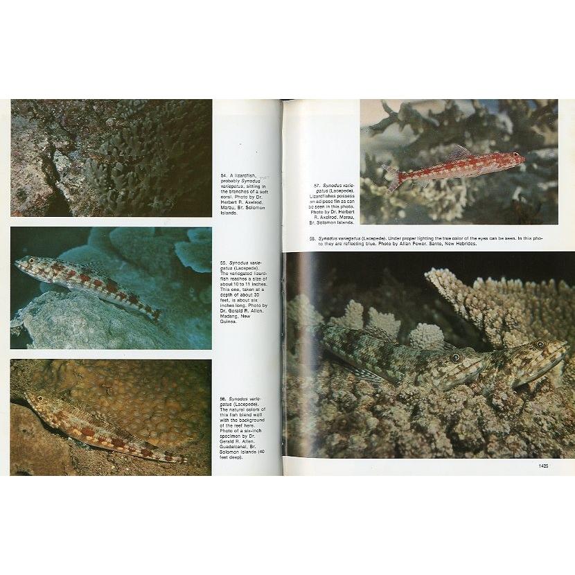 [英語]　PACIFIC MARINE FISHES  Book６　 |  | 01