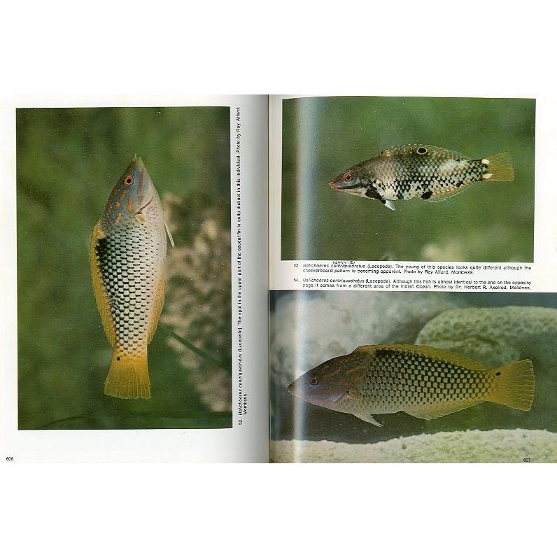 PACIFIC MARINE FISHES  Book３　＜送料無料＞ |  | 01