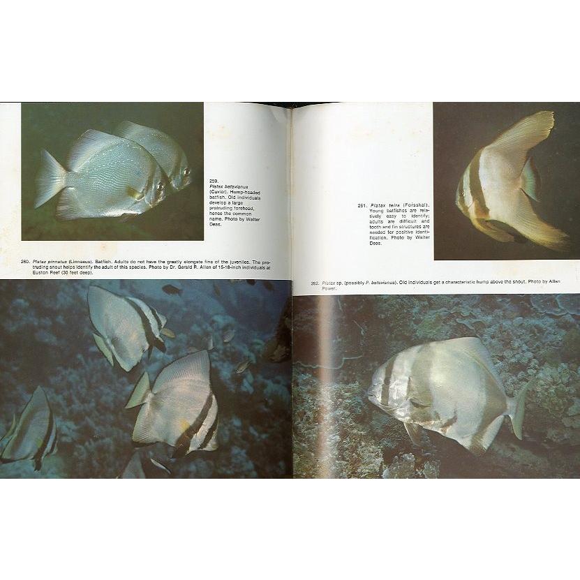 PACIFIC MARINE FISHES  Book7　＜送料無料＞ |  | 01