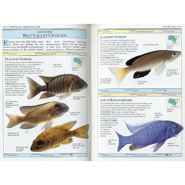 AQUARIUM FISH　−状態表記をご確認ください−　＜送料無料＞ |  | 01