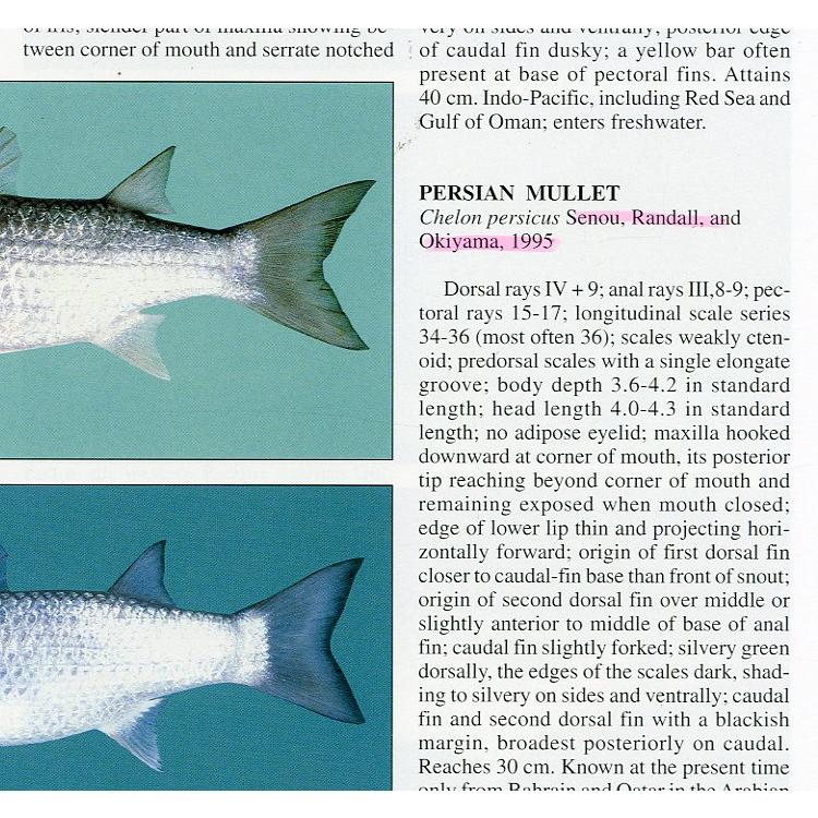 [英語]　COASTAL FISHES of OMAN　＜送料無料＞ |  | 02