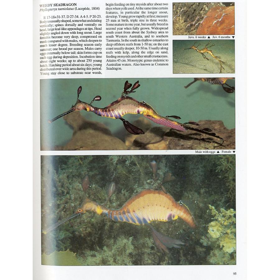 [英語]　COASTAL FISHES of SOUTH-EASTERN AUSTRALIA　ー状態表記をご確認くださいー |  | 01