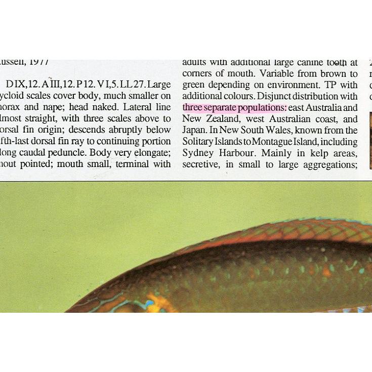 [英語]　COASTAL FISHES of SOUTH-EASTERN AUSTRALIA　ー状態表記をご確認くださいー |  | 02