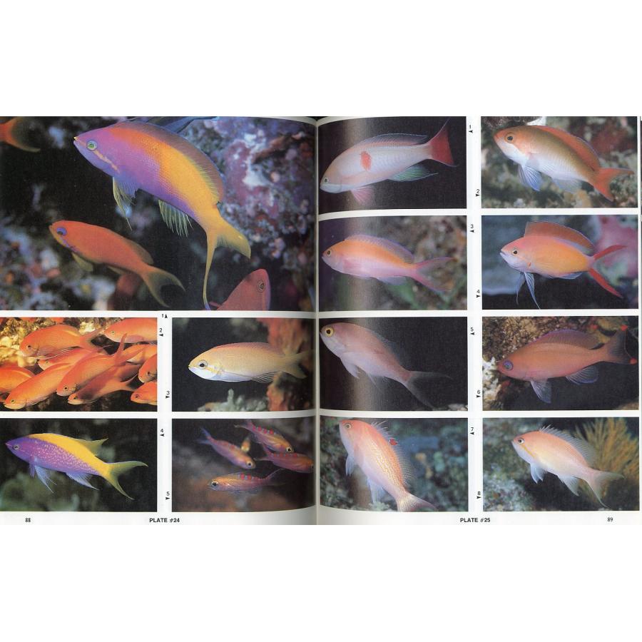 [英語]　Reef Fishes of the Indian Ocean　 |  | 01