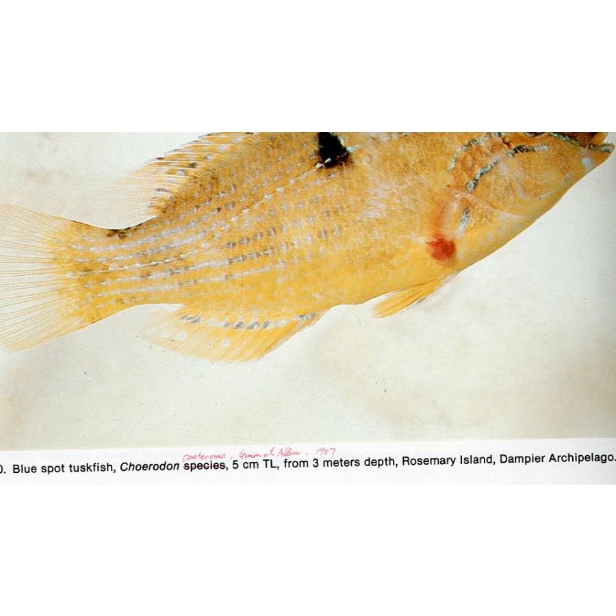 [英語]　pacific marine fishes book9  fishes of western australia　 |  | 02