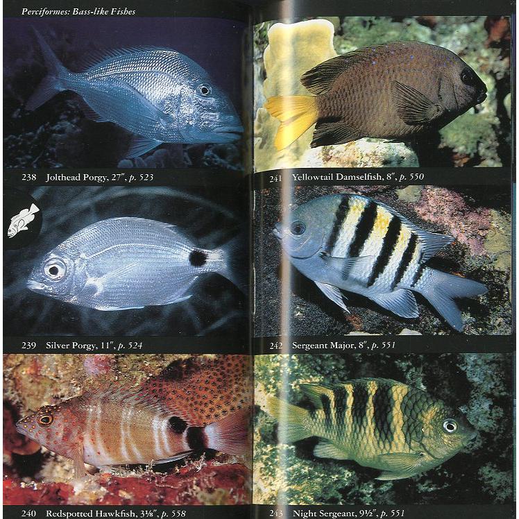[英語]　National Audubon Society Field Guide to Tropical Marine Fishes　 |  | 01