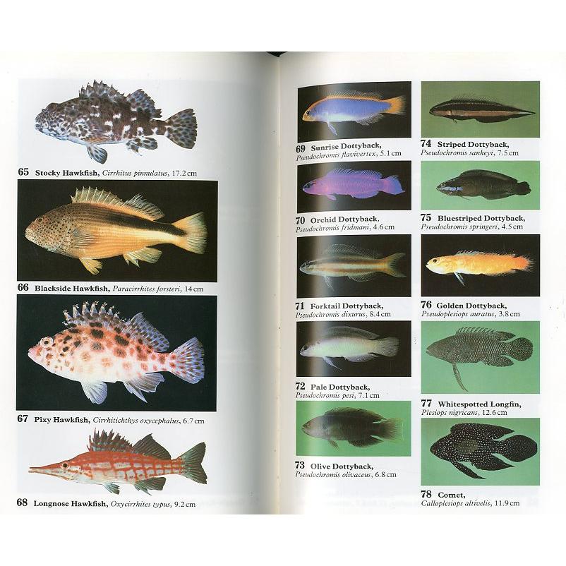 [英語]  THE DIVER'S GUIDE TO Red Sea Reef Fishes　＜送料無料＞｜pulsebit｜02