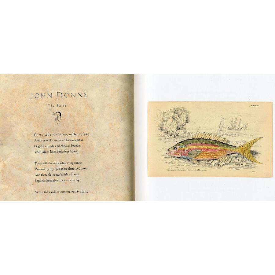 [英語]  FISH TALES |  | 02