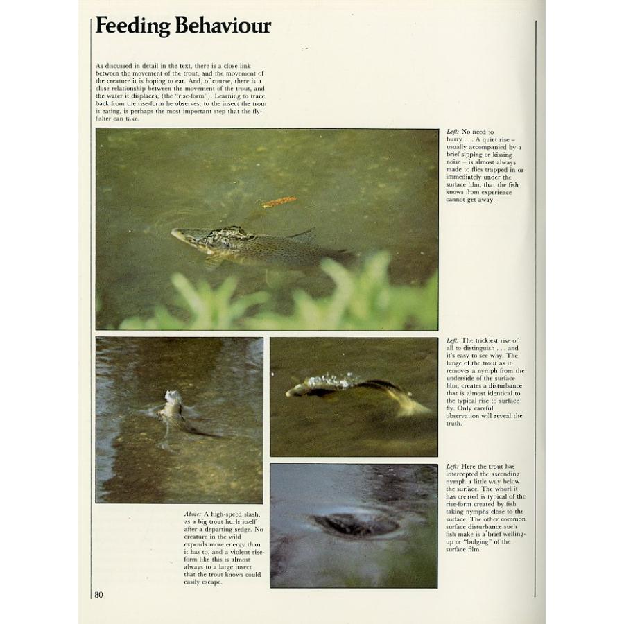 [英語]  「The TROUT and the FLY」 |  | 02