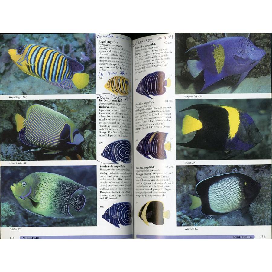 [英語] CORAL REEF GUIDE RED SEA |  | 03