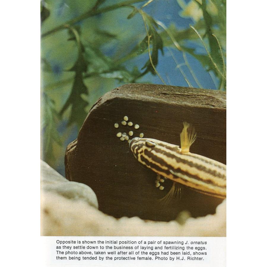 Tropical  Fish  Hobbyist (トロピカルフィッシュホビイスト）1975年6月号 |  | 02