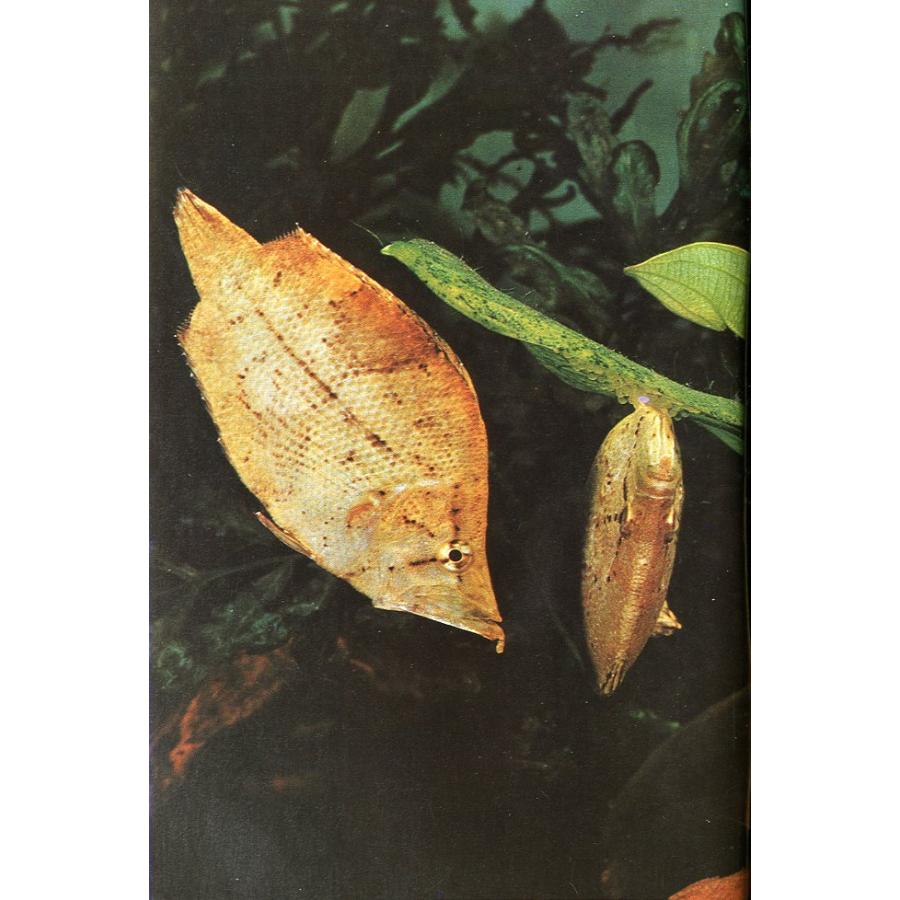 Tropical  Fish  Hobbyist (トロピカルフィッシュホビイスト）1975年10月号 |  | 02