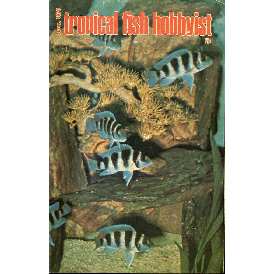 Tropical  Fish  Hobbyist (トロピカルフィッシュホビイスト）1976年6月号 | 