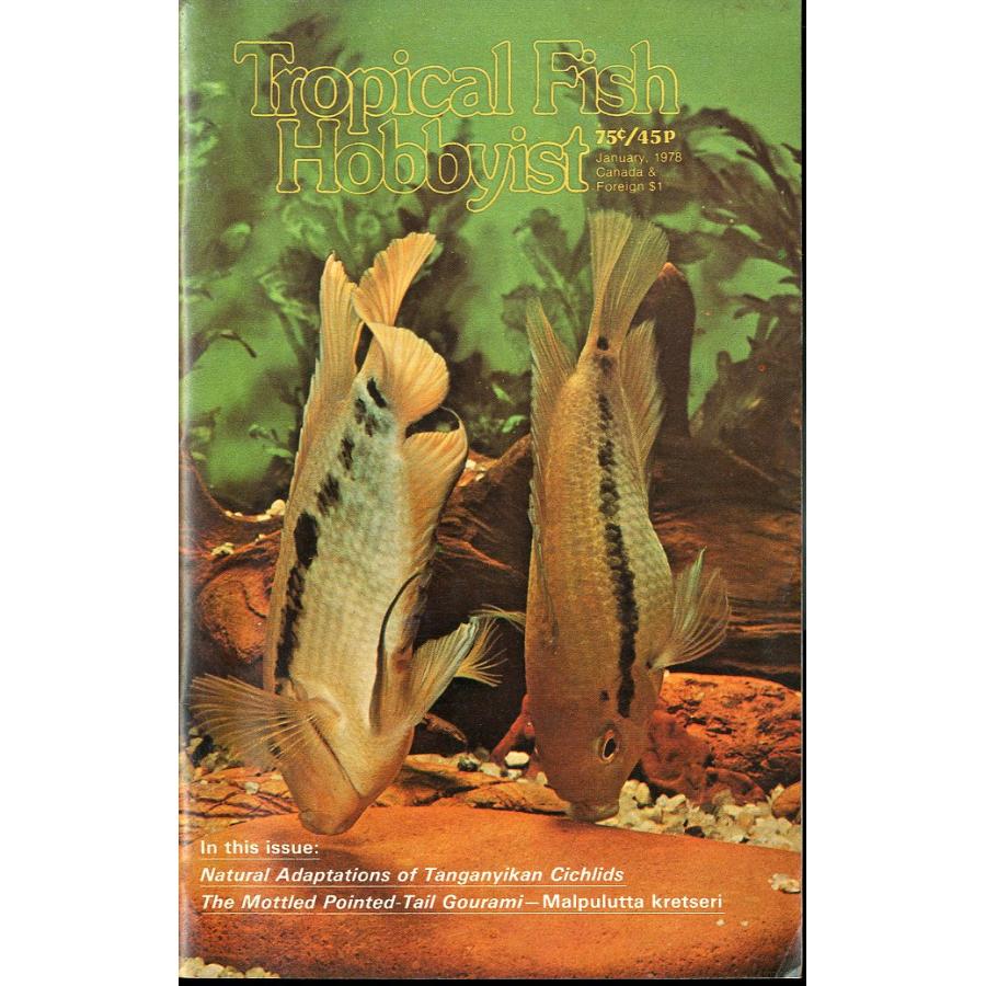 Tropical  Fish  Hobbyist (トロピカルフィッシュホビイスト）1978年1月号　 | 