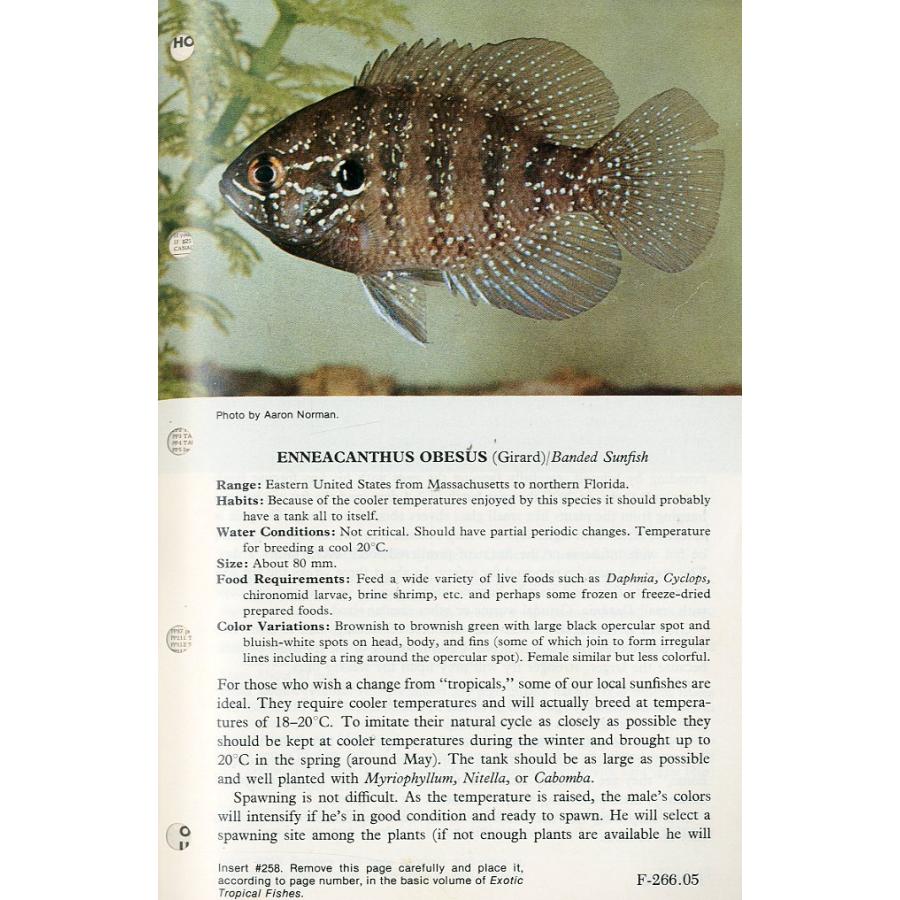 Tropical  Fish  Hobbyist (トロピカルフィッシュホビイスト）1978年1月号　 |  | 02