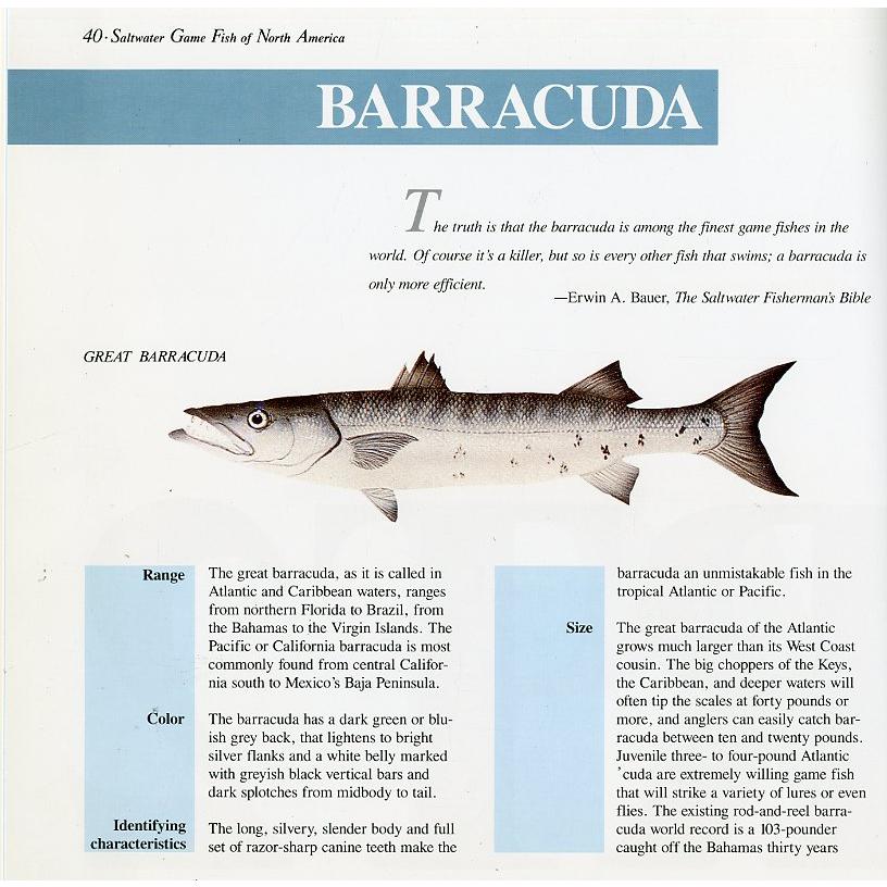 [英語]SALTWATER GAME FISH OF North America |  | 04