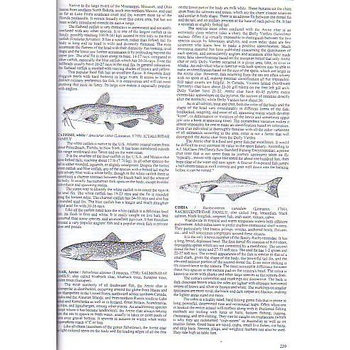 [英語]1998EDITION  World Record Game Fishes　　 |  | 02