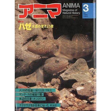 アニマ＜ＡＮＩＭＡ＞　１９８２年３月　　Ｎｏ．１０８　ーハゼ水底の愛きょう者ー | 