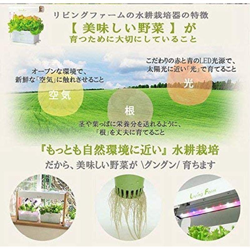 リビングファーム 水耕栽培器キット ココベジth (高輝度白色系LED付き) リーフレタス種付き 室内 栽培キット