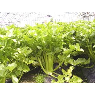 【北海道洞爺湖町】セロリの粕漬け【食品添加物無添加】 |  | 02