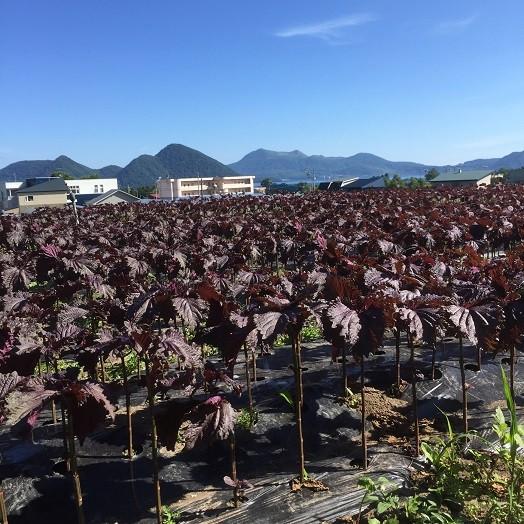 【送料無料】とうやの赤しそジュース１２本入り【紫蘇】【ポイント5倍】 北海道洞爺湖町の特産品 大葉赤紫蘇 原材料の一部に隣町