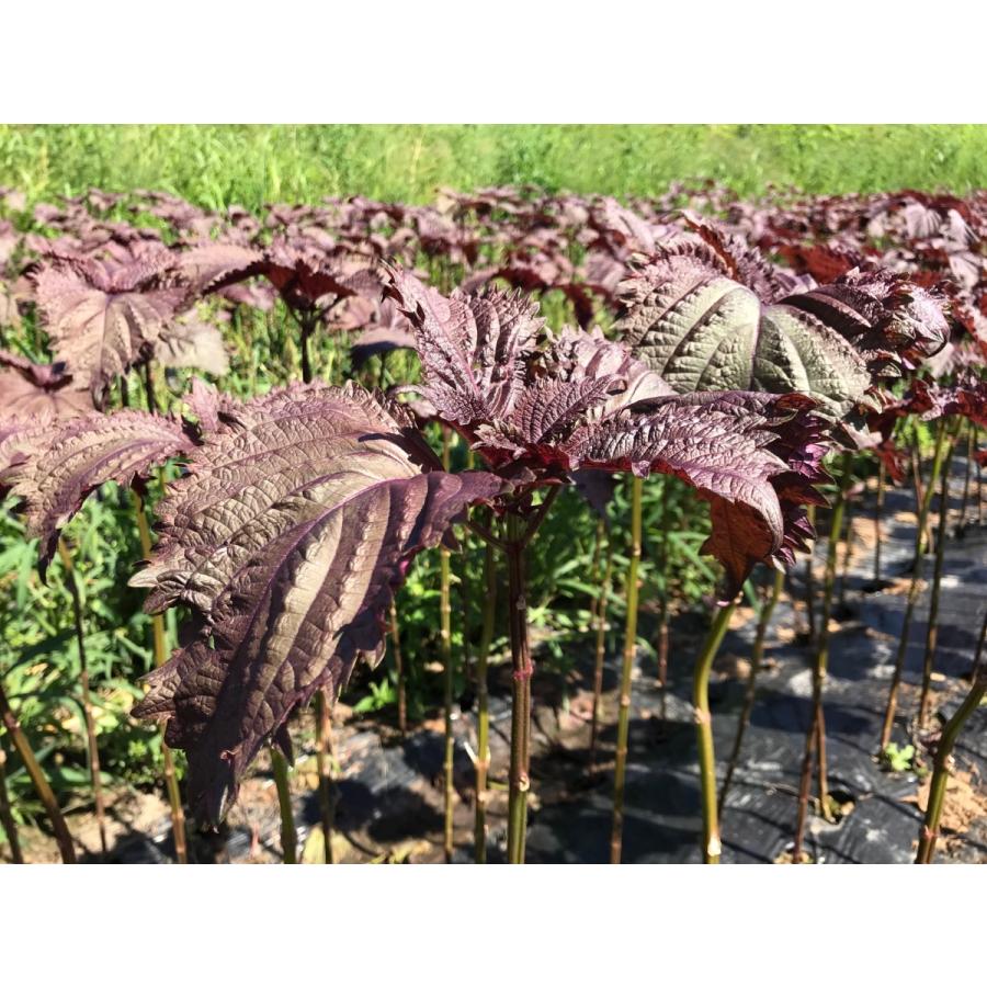 【送料無料】とうやの赤しそジュース１２本入り【紫蘇】【ポイント5倍】 北海道洞爺湖町の特産品 大葉赤紫蘇 原材料の一部に隣町