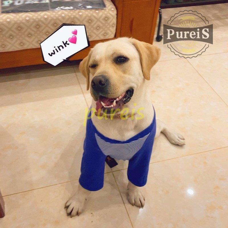 大型犬 夏用服 中型犬 夏 犬 服 犬の服 半袖tシャツ クール ベスト おしゃれ 夏用 涼しい 春夏 おもしろ 犬の服 夏服 安い 可愛い犬服 トイプードル かわいい Jiangs0112 Yccw275 プレイスストア 通販 Yahoo ショッピング