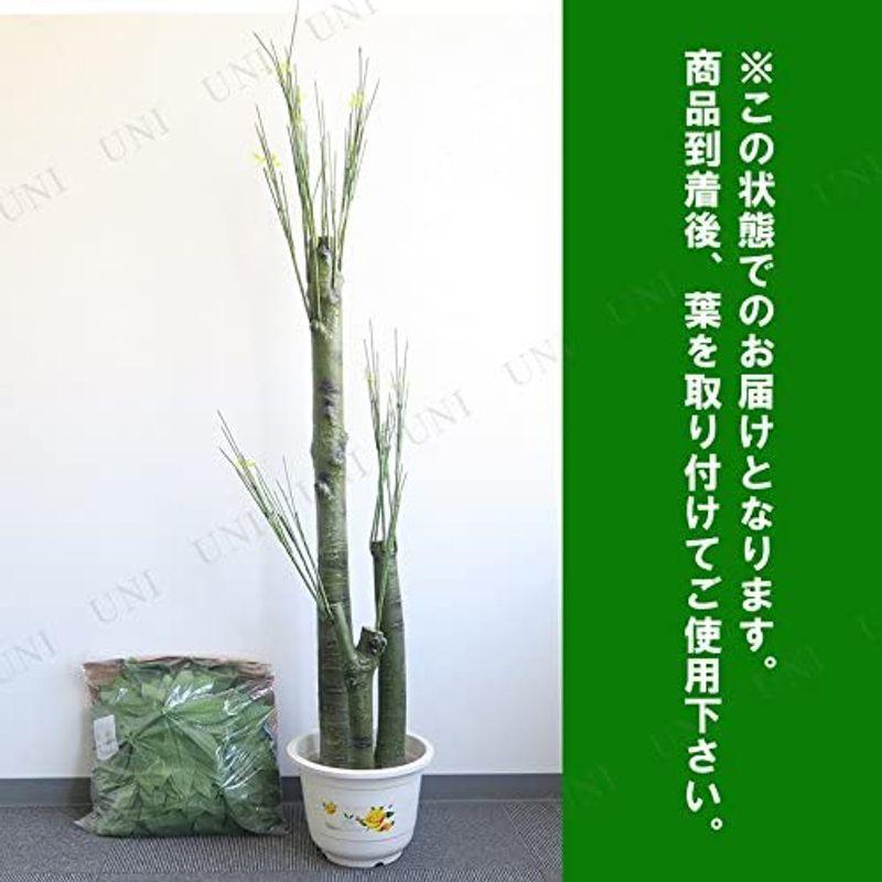 人工観葉植物 光触媒 パキラ 205cm
