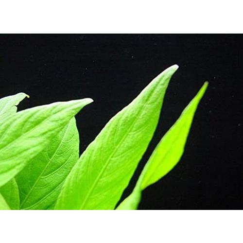 幸せなふたりに贈る結婚祝い 生き物 生体 イイ水草市場 ボークハイグロフィラ ３本 センタープランツに最適 メダカにも最適 Www Threeriversofs Com