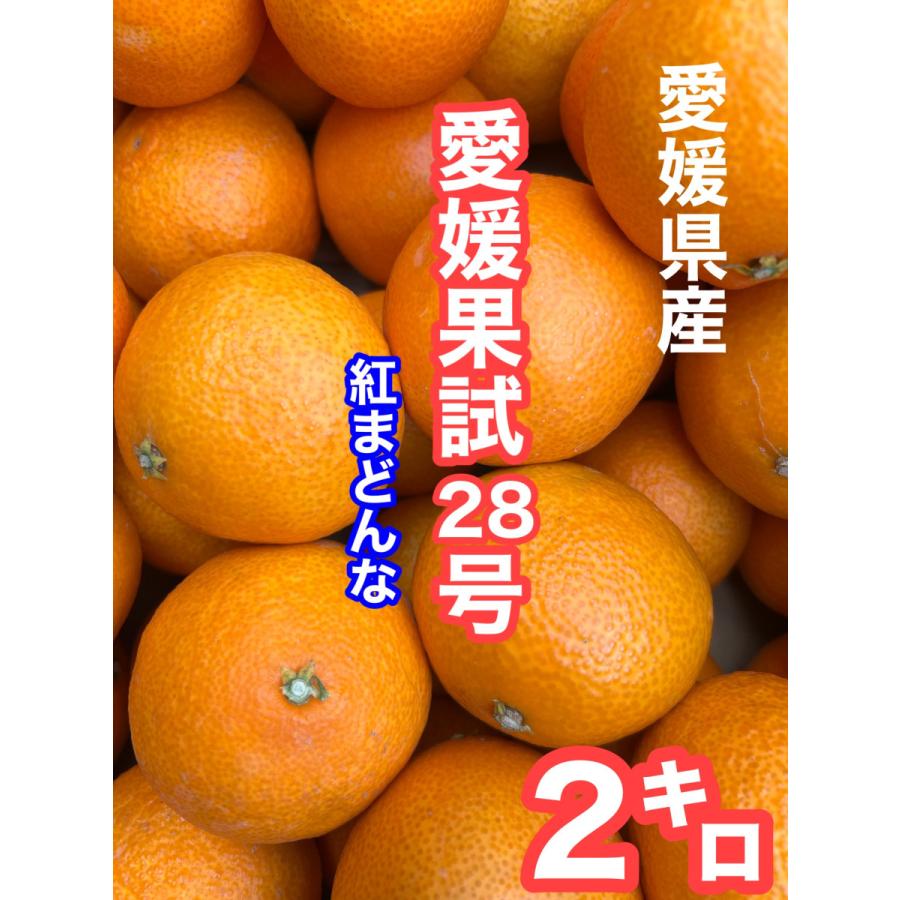 愛媛果試28号(紅まどんな）2キロ (ご家庭用）M〜3Lサイズ : プチとく