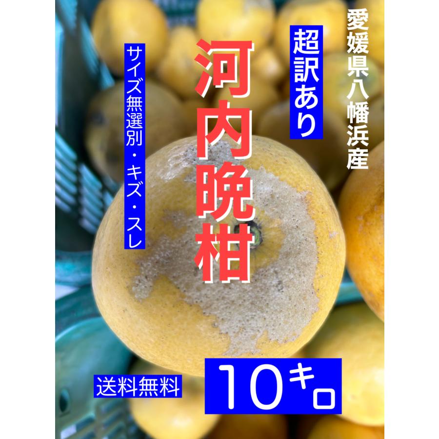 お値打ち商品 愛媛県八幡浜産 河内晩柑10キロ 訳あり・ご家庭用 サイズ無選別 見た目は悪いです